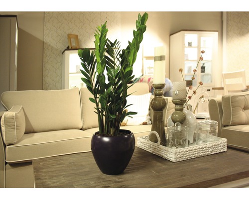 Plante de zamioculcas dans un pot sur une table dans un salon.