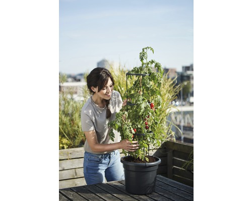 Femme avec plant de tomates en pot avec tuteur sur une table à l''extérieur