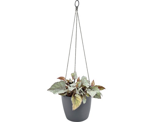 Hängepflanze mit Begonie in einem Topf