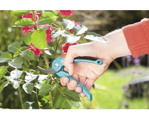 Sécateur coupant une tige de rose