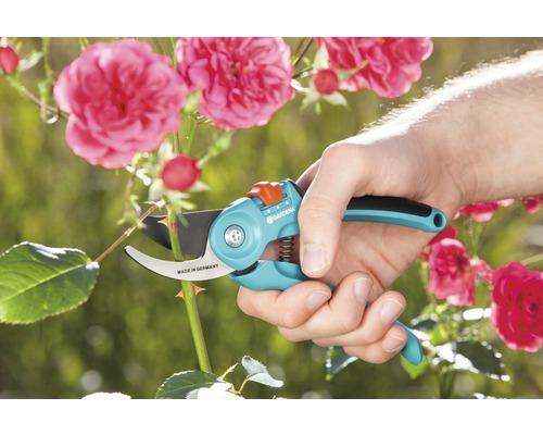 Sécateur coupant une branche de rosier