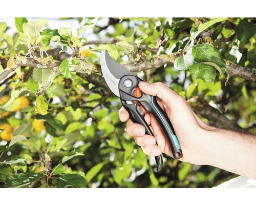 Gartenschere im Einsatz an einem Baum