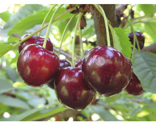 Bio Süßkirsche 'Sunburst' selbstfruchtend FloraSelf Bio Prunus avium 'Sunburst' H 130-150 cm Co 7,5 L Busch