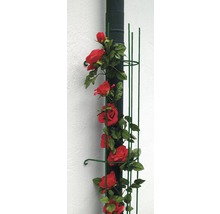 Support de croissance avec des roses sur une descente pluviale