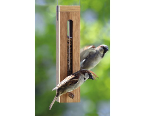 Mangeoire avec nourriture et moineaux