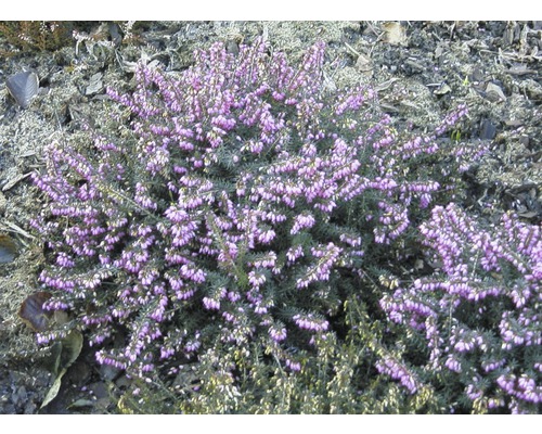 Bruyère Erica darleyensis pot Ø 12 cm Bruyère Erica darleyensis pot Ø 12 cm