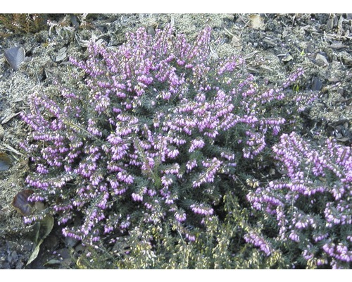 Englische Heide FloraSelf Erica darleyensis Ø 10/11 cm Topf