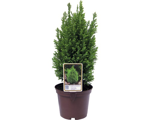 Faux cyprès FloraSelf Chamaecyparis lawsoniana 'Ellwood's Gold' H 20-30 cm Co 2 L