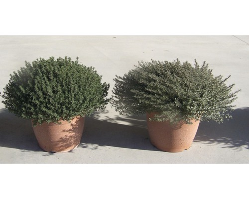 Zwei Topfpflanzen Thymian nebeneinander