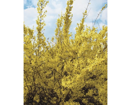 Forsythia avec des fleurs jaunes sur fond de ciel bleu