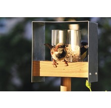 Mangeoire à oiseaux avec un moineau et une mésange en train de manger