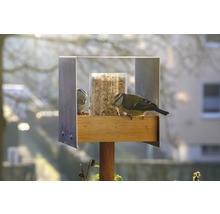 Mangeoire à oiseaux avec deux mésanges bleues
