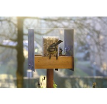 Mangeoire à oiseaux avec mésange bleue et nourriture
