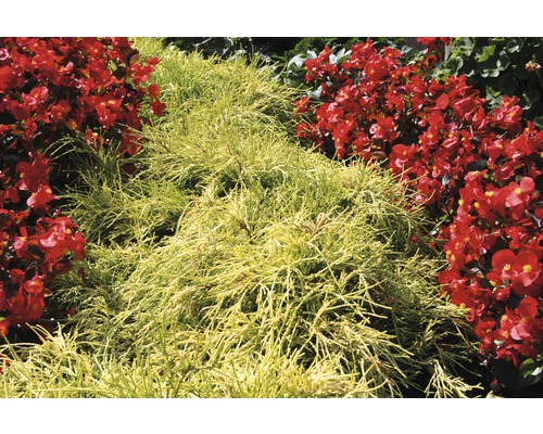 Gelber Zypressenbaum mit roten Begonien im Garten