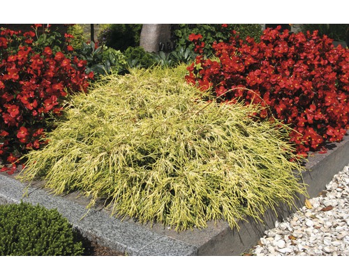 Gelbe Zypressen-Zierpflanze im Garten