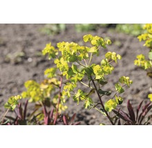 Euphorbe des bois pourpre FloraSelf Euphorbia amygdaloides 'Purpurea' h 5-30 cm Co 0,5 l