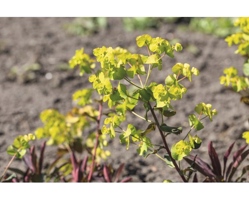 Euphorbe avec fleurs jaunes dans le jardin