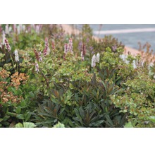 Euphorbe des bois pourpre FloraSelf Euphorbia amygdaloides 'Purpurea' h 5-30 cm Co 0,5 l