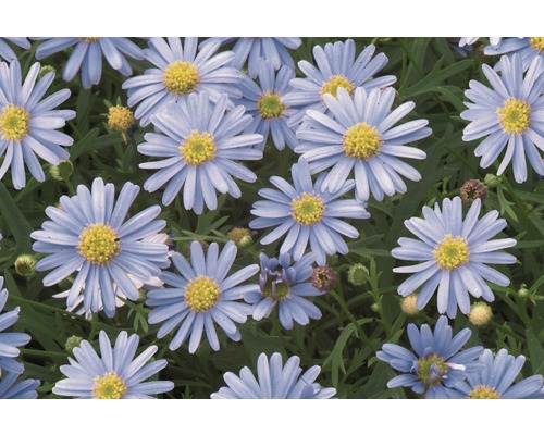Nahaufnahme von blauen Asterblüten mit gelben Zentren.