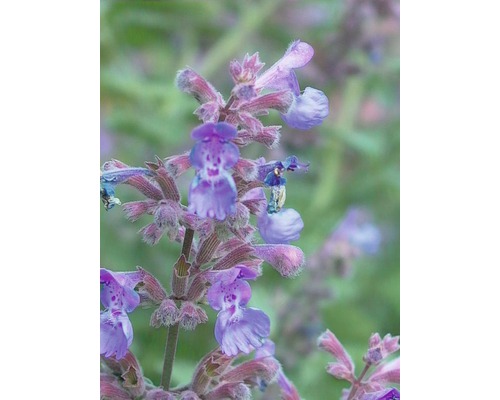 Herbe aux chats FloraSelf Nepeta x faassenii 'Walker's Low' h 5-40 cm Co 0,5 l