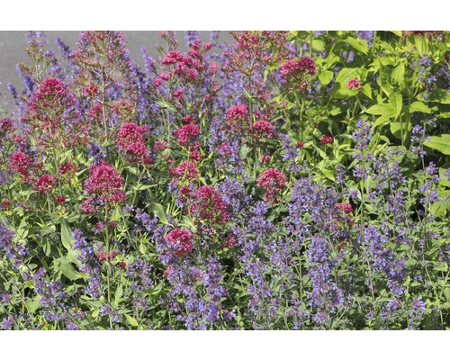 Rote Spornblume FloraSelf Centranthus ruber 'Cocciuneus' H 5-60 cm Co 0,5 L