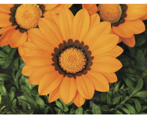 Gazania avec des pétales