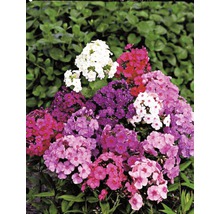 Plante de phlox avec des fleurs de différentes couleurs