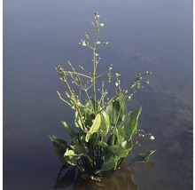 Plantain d'eau FloraSelf Alisma plantago 'Aquatica' H 10-60 cm Co 0,6 L-thumb-0