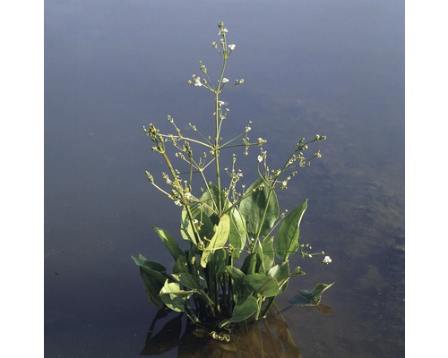 Plantain d'eau FloraSelf Alisma plantago 'Aquatica' H 10-60 cm Co 0,6 L-0