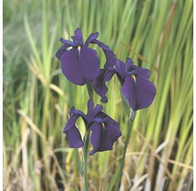 Iris ensata FloraSelf Iris kaempferi pot Ø 9 cm-thumb-0
