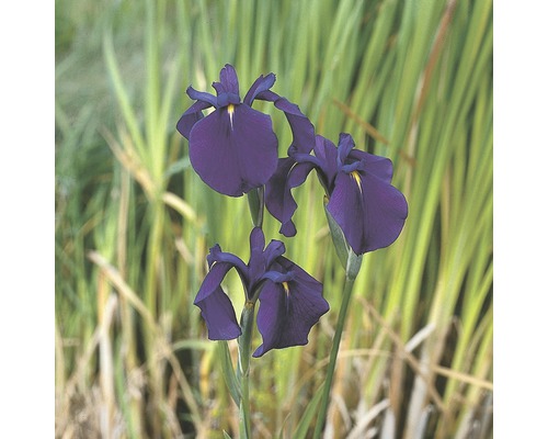 Iris ensata FloraSelf Iris kaempferi pot Ø 9 cm