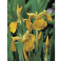 Iris des marais FloraSelf Iris pseudocorus pot Ø 9 cm-thumb-0