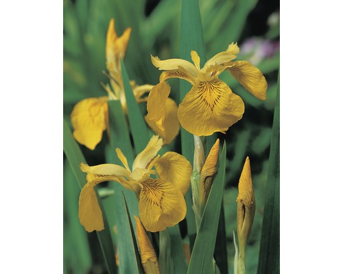 Iris des marais FloraSelf Iris pseudocorus pot Ø 9 cm-0