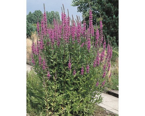 Plante de salicaire en fleurs dans le jardin.