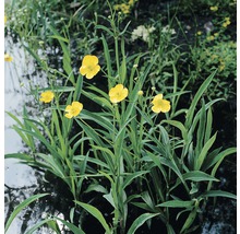 Scharfer Hahnenfuß im Gartenteich mit grünen Blättern