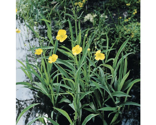 Renoncule FloraSelf Ranunculus lingua H 10-60 cm Co 0,6 L