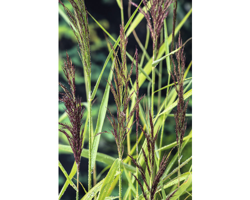 Roseau de Chine avec tiges et feuilles en détail