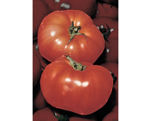Tomate charnue FloraSelf Lycopersicon esculentum pot Ø 9 cm