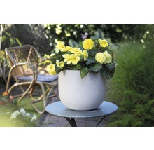 Bégonias jaunes dans un pot de fleurs sur une table de jardin avec une chaise en rotin en arrière-plan.