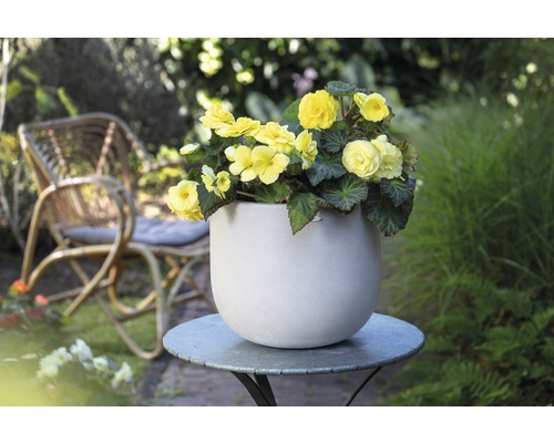 Bégonias jaunes dans un pot de fleurs sur une table de jardin avec une chaise en rotin en arrière-plan.