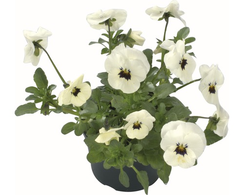 Hornveilchen Viola cornuta Ø 9 cm Topf zufällige Sortenauswahl