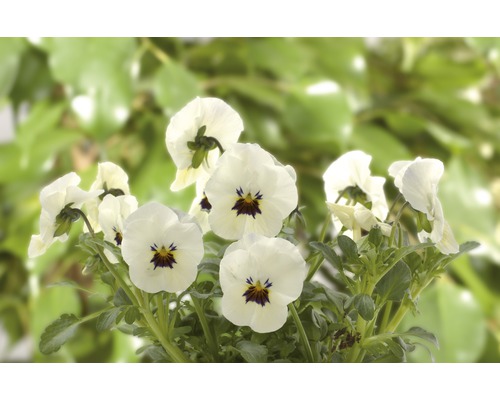 Weiße Hornveilchen mit dunklem Zentrum