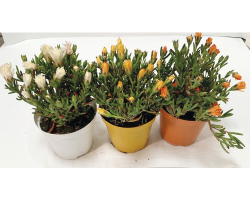 Drei Mittagsblumensetzlinge in Töpfen