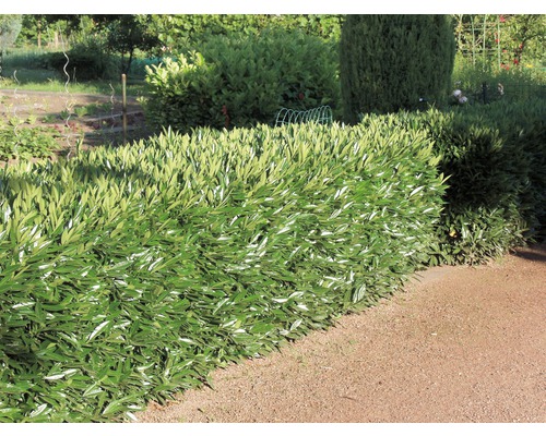 Im Bild ist eine grüne Lorbeerhecke in einem Garten zu sehen.