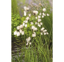 Eriophorum FloraSelf Eriophorum angustifolium H 20-30 cm panier 2,5 L