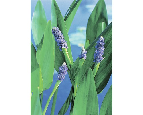Pontédérie FloraSelf Pontederia cordata H 10-100 cm Co 3 L