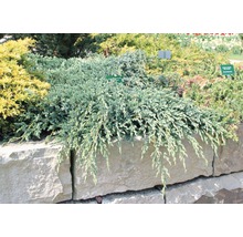 Genévrier écailleux FloraSelf Juniperus squamata 'Blue Carpet' H 20-30 cm Co 2 L-thumb-0