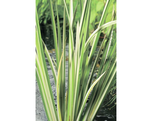 Acore odorant multicolore FloraSelf Acorus calamus 'Variegata' H 10-80 cm Co 3 L