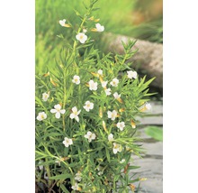 Gratiole officinale FloraSelf Gratiola officinalis H 10-40 cm Co 3 L