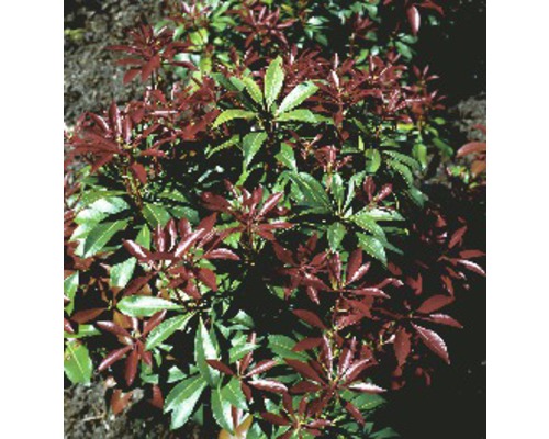 Immergrüner Lavendelheide Busch im Garten